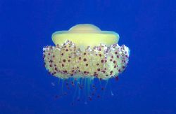 Jellyfish. Snorkelling of Menorca - . Nikon F50, 60 mm le... by Derek Haslam 
